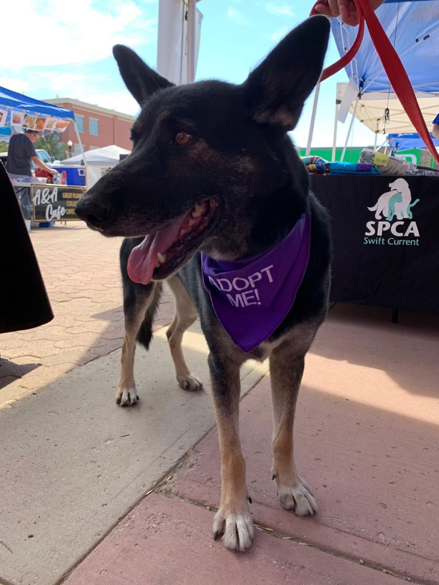 Adoptable dog wearing purple bandana at Swift Current SPCA radiothon