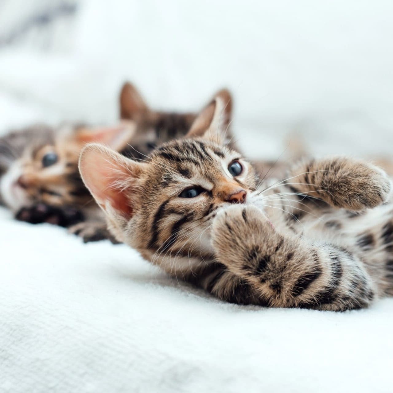 Little bengal kittens on a white fury blanket